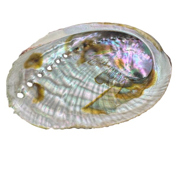 deep-sea-gypsy-abalone-shell